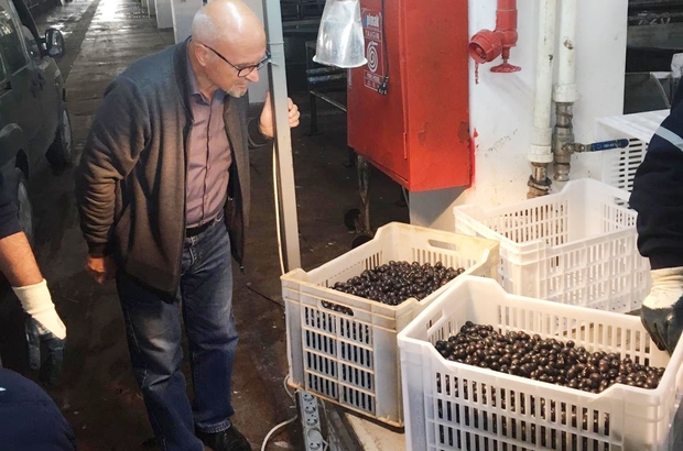 Erdek Te Zeytin Alimlari Suruyor Ureticilerin Zeytin Paralari Bankaya Yatti Balikesir Haberleri