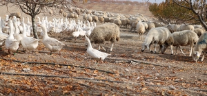 Yabancı otlarla mücadelede kaz ve koyun kullanıyorlar