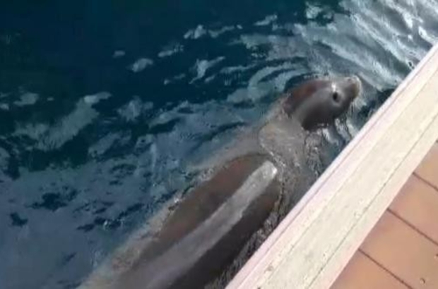 Kas Ta Akdeniz Fok Unun Marina Turu Antalya Haberleri