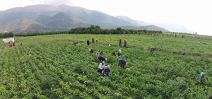 Isparta'da sulama sezonu başladı