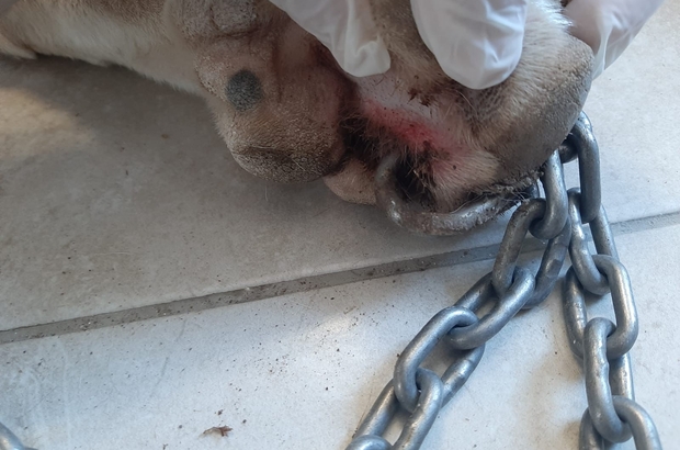 Kopegin Patisini Delip Zincir Takan Cani Bodrum U Ayaga Kaldirdi Mugla Haberleri