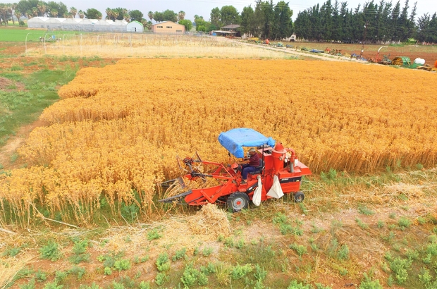 Şanlıurfalı çiftçiler için yeni alternatif ürün geliştirildi
Şanlıurfa’da hasadı yapılan aspir bitkisinden yüksek verim elde edildi