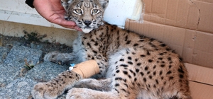 Ormanlık alanda bulunan yaralı vaşak koruma altına alındı