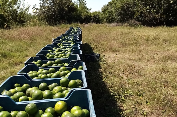 Hatay Da Mandalina Hasadi Basladi Payas Ilcesinde Okitsu Cinsi Mandalinanin Dalinda Kilosu 1 50 Tl Den Satiliyor Hatay Haberleri