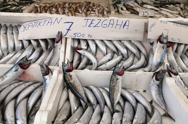 bereket herkesi memnun ediyor hamsi