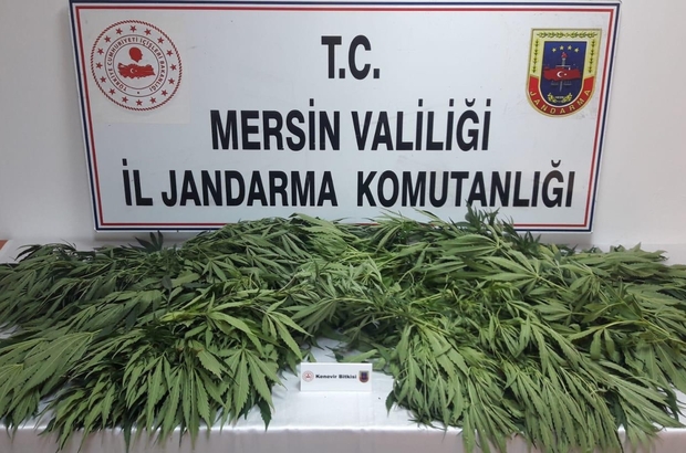 Mersin De 71 Kok Kenevir Bitkisi Ele Gecirildi Mersin Haberleri