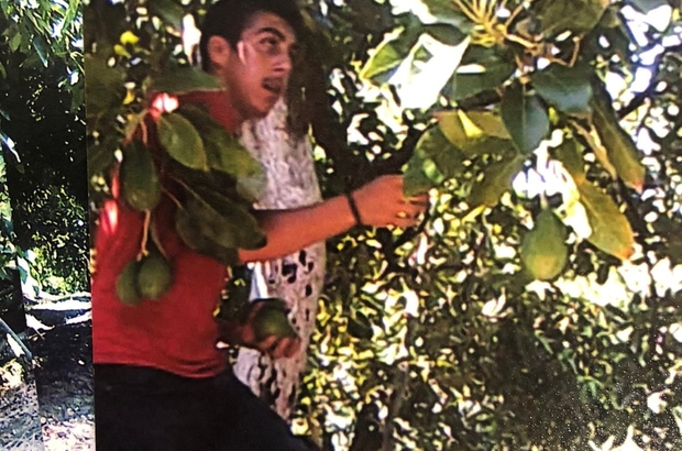 Fotopakana Bu Sefer Avokado Hırsızları Yakalandı Bahçeden 32 Bin Tllik