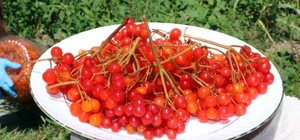 Doğada kendiliğinden yetişiyor ve şifa dağıtıyor