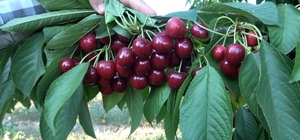 Dünyaca ünlü Uluborlu kirazına coğrafi işaret tescili