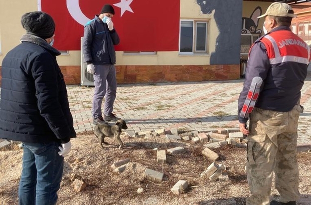 Jandarmanin Fark Ettigi Bacagi Kirik Kopek Tedavi Altina Alindi Elazig Haberleri
