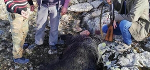 Tarım arazilerine zarar domuzlar öldürüldü