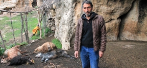Şırnak’ta keçi sürüsüne kurt saldırdı: 25 hayvan telef oldu, 15’i yaralandı