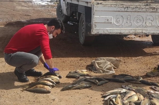 Yumurtlama dönemindeki balıkları avlayanlara 6 bin 400 TL ceza