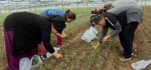 Isparta'da pandemiye rağmen ihracatı yüzleri güldüren karanfilin üretim ala...