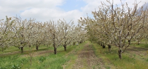 Isparta’da kiraz bahçeleri bu yıl da boş kaldı