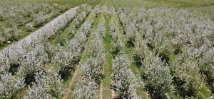 Baharın gelmesiyle çiçek açan binlerce meyve ağacı görsel şölen oluşturdu