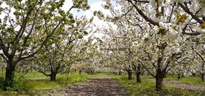 Isparta’da kiraz bahçelerinde ‘beyaz’ şölen
Uluborlu Kaymakamı Zikrullah Erdoğan: “Tur şirketleri rota olarak belirlemişti ancak pandemiden dolayı etkiyi göremedik"