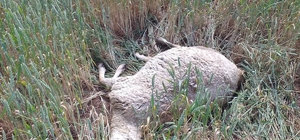 Yozgat'ta kurtların saldırısı sonucu 60 kurbanlık koyun telef oldu