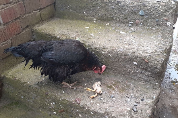 Anne Tavuk Sel Sularinda Olen Yavrusunun Basindan Ayrilmadi Corum Haberleri Anne Tavuk Sel Sularinda Olen Yavrusunun Basindan Ayrilmadi Corum Haberleri