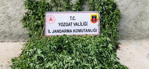 Yozgat'ta 2 bin 380 kök Hint keneviri ele geçirildi