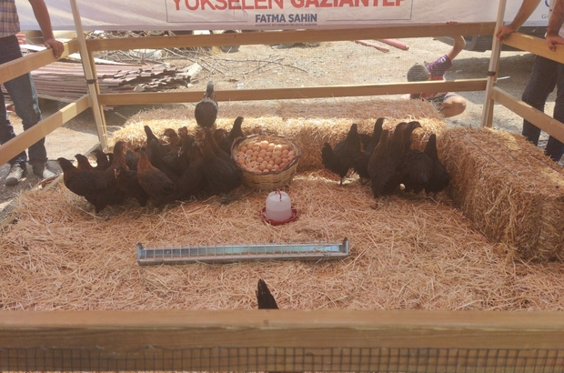 Gaziantep Tavuk Pazarı