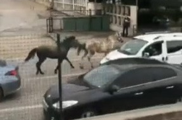 bursa da basibos atlar trafigi birbirine katti bursa haberleri