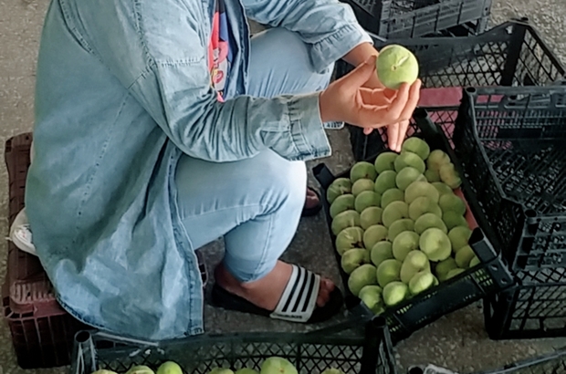 mersin de incirin kilosu 20 liradan alici buldu mut ilcesinde bu yil 10 bin ton incir rekoltesi bekleniyor mersin haberleri