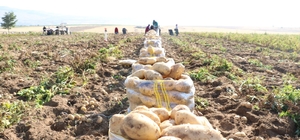 Niğde'de yazlık patates hasadı başladı