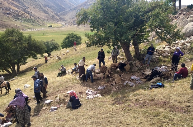 Yuksekova Da Mezraya Yildirim Dustu 35 Koyun Telef Oldu Hakkari Haberleri