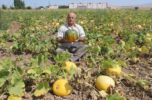 kabak hasadina gunler kala tomarza kabagi na ozel siir kayseri haberleri