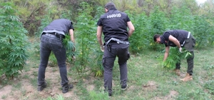 Yozgat'ta devlet arazisine ekilen Hint kenevirleri imha edildi