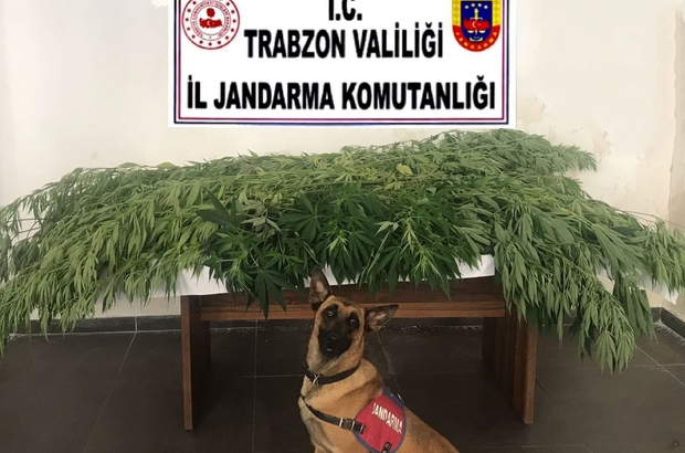 Findik Bahcesine Kenevir Ektiler Trabzon Haberleri