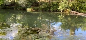 Soğanlı Çayı'nda kirlilik alarmı: Vatandaşlar kokudan yanına yaklaşamıyor
S...