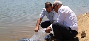 Kırıkkale'de 100 bin pullu sazan yavrusu gölete bırakıldı