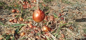 Soğan tarlada 60 kuruş, markette 3 lira