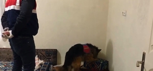 Firari suç örgütü üyesi 2 kişi operasyonla yakalandı