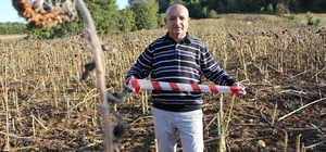 Tarlasına dadanan domuzlara karşı ilginç güvenlik şeridi
Tarlaya güvenlik ş...