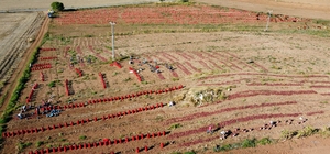 Soğan hasadı başladı, tarlada soğan 80 kuruş
