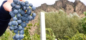 Karanlık dere üzümleri artık telli terbiye sistemiyle üretilecek