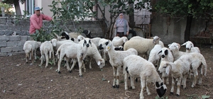 Emekli ikramiyesiyle aldığı 27 koyunu çalındı
'Roly' çok havladı ama sahipl...