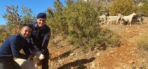 Jandarma kayıp keçileri drone ile buldu