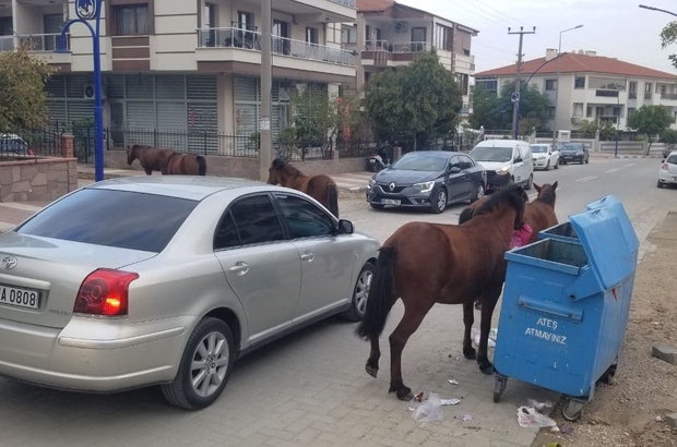 Manisa’da sokak hayvanlarına yılkı atları da eklendi
Manisa’nın Spil Dağı Milli Parkından şehre inen Yılkı atları sokakları kendilerine mesken tuttu
Zaman zaman trafiği aksatan Yılkı atları çöp konteynerlerini ve çevresinde karınlarını doyuruyor
