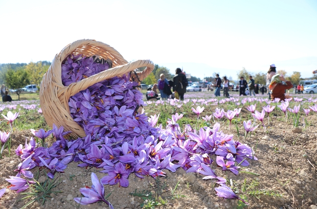 Safran hasadı için tarlalara akın edip bol bol fotoğraf çektirdiler 5. Safran  Festivali kapsamında 'safran hasadı' yapıldı - Karabük Haberleri