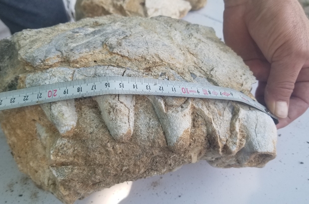 Manisa'da milyonlarca yıllık hayvan fosili bulunduğu iddiası
10 yaşındaki kız çocuğu büyük bir keşfe imza atmış olabilir