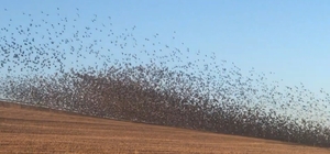Binlerce sığırcık kuşu böyle dans etti
Sivas'ta göç yolunda olan binlerce s...
