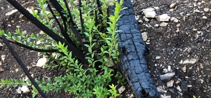 Sütçüler'de küle dönen orman yeşillenmeye başladı
Yeşillenen alanlar drone...