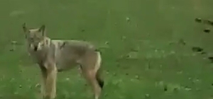 Bursa Mustafakemalpasa Haberleri Bursa Mustafakemalpasa Yerel Haberler