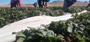 Aksaray'da Kasım ayında tarlada çilek hasadı mesaisi sürüyor