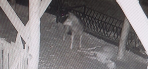 Ahıra saldıran kurt 2 koyunu telef etti