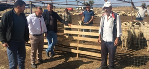 Denizli'de 67 yetiştiriciye toplam 1072 damızlık hayvan dağıtıldı